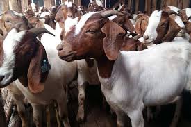 Product image - 
We supply 100% live Boer goat,Saanem goat,Red Kahalari Goats, Anglo-Nubian goats and other live cattles at good prices.
Goats ages are between 6 months to 5 years old, weight all wights are available.
Regularly vaccinated with best health condition.
All relavant certificates available.
Timely delivery
We can supply you with any quantity between 1 and 2000 heads
Shipping is done through Land, Sea & Air